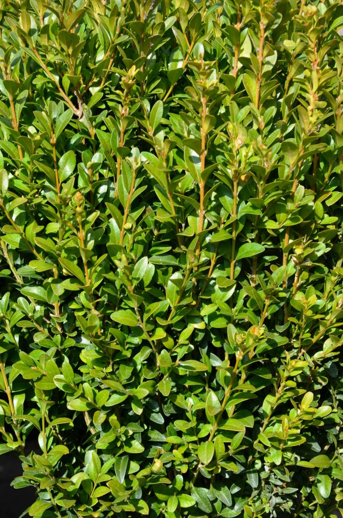 Sadzonki roślin zimozielonych Zielona Oaza