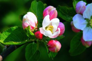 Kwiecień w sadzie – o czym trzeba pamiętać?
