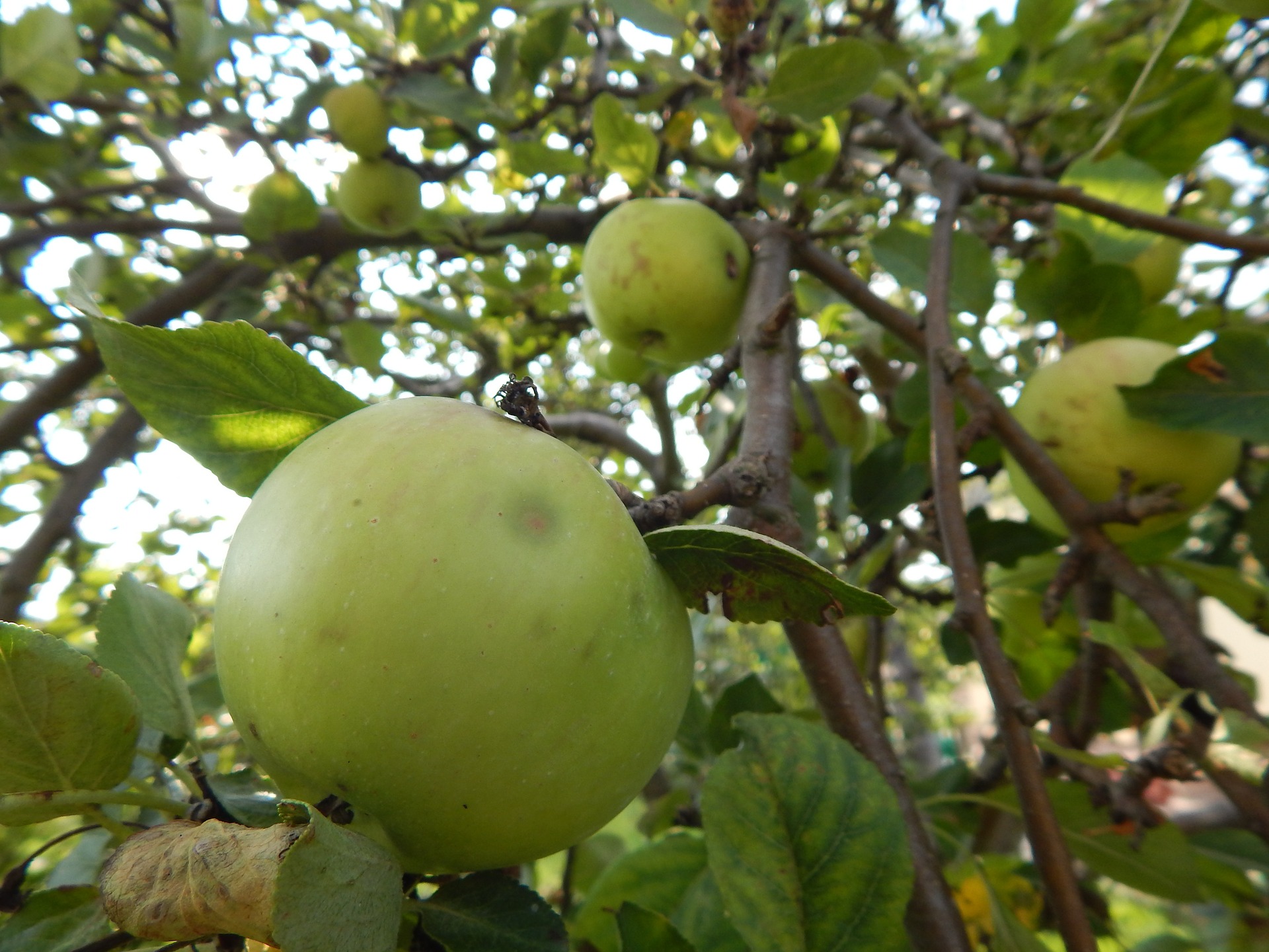 Stare odmiany jabłoni